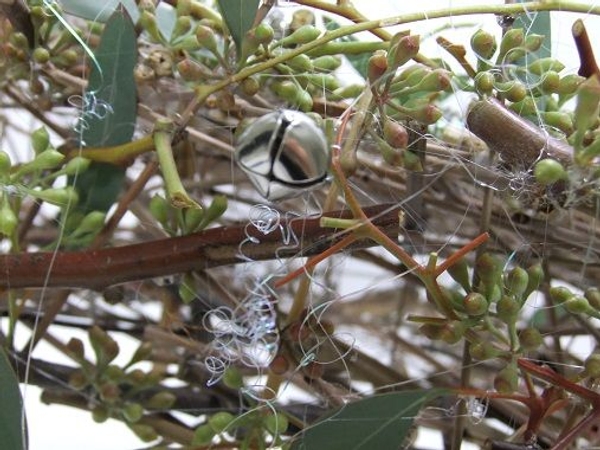 Curl tinsel to drape over the seeded eucalyptus. Curl tinsel to drape over the seeded eucalyptus.