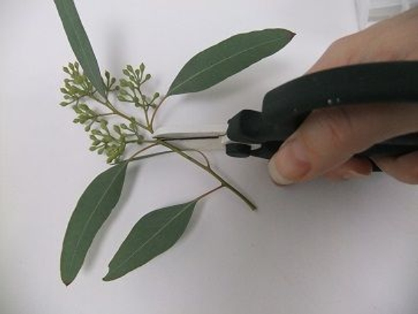 Cut the side stem from the main stem Cut the side stem from the main stem