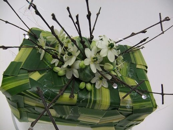 Star of Bethlehem and brussel sprout design Star of Bethlehem and brussel sprout design