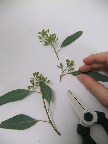 This creates a stem that is as long as possible but still looks natural This creates a stem that is as long as possible but still looks natural