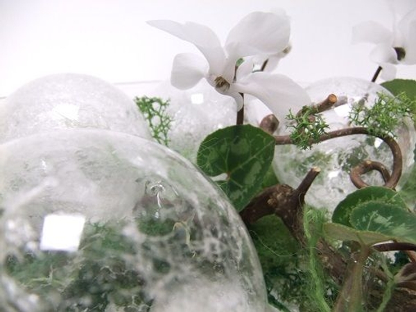 White Cyclamen flower White Cyclamen flower