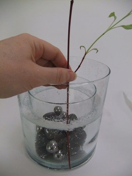 Arrange the fresh plant material in the water Arrange the fresh plant material in the water