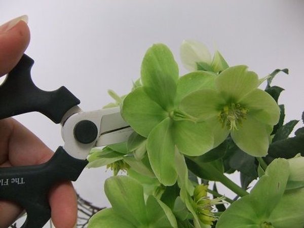 Cut out only the mature flowers to design with. Cut out only the mature flowers to design with.