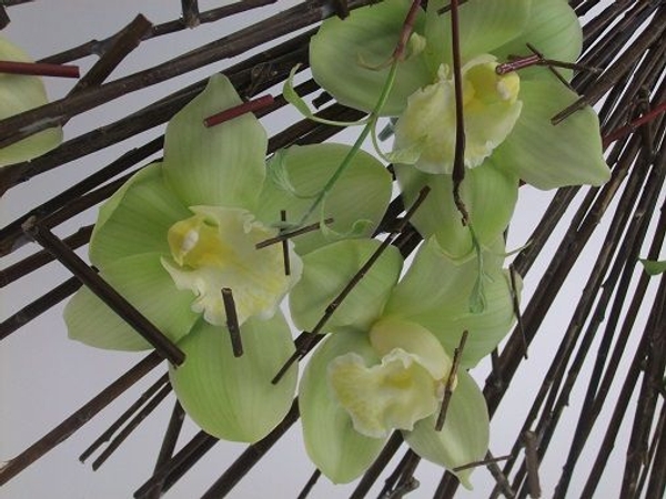 Cymbidium orchids Cymbidium orchids