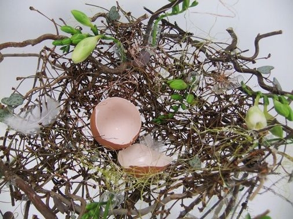 Nestled egg shells and feathers