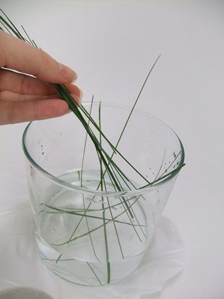 Slip a few strands of ripped foliage in a vase filled with a bit of water.jpg Slip a few strands of ripped foliage in a vase filled with a bit of water.jpg