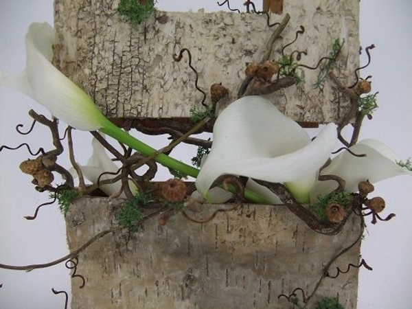 White Zantedeschia White Zantedeschia