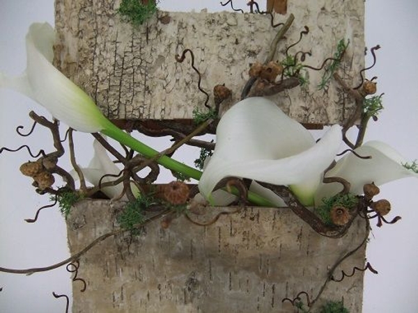 White Zantedeschia