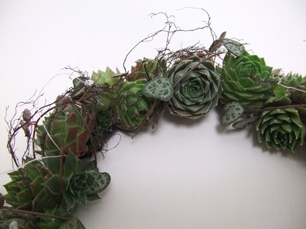 A succulent floral crown will last for days, even weeks under the right conditions. A succulent floral crown will last for days, even weeks under the right conditions.