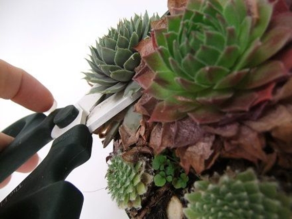 Cut the succulent from its roots Cut the succulent from its roots