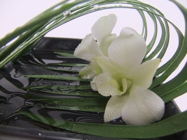 Dendrobium orchids. Dendrobium orchids.