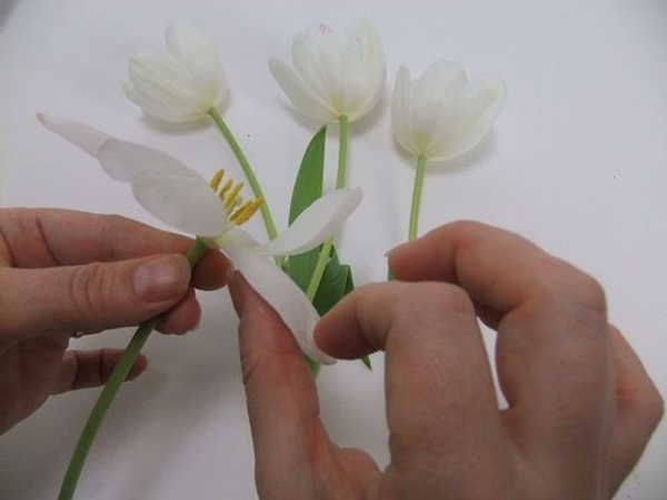 Gently bending each petal open Gently bending each petal open