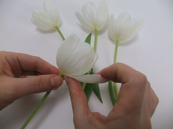 Gently place your finger on the thicker part of the petal where it is connected to the stem Gently place your finger on the thicker part of the petal where it is connected to the stem