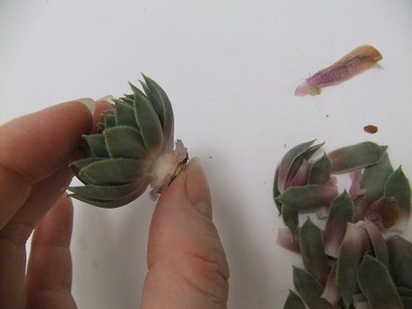 If you plan to wire and tape the succulent leave a stem. If you plan to wire and tape the succulent leave a stem.