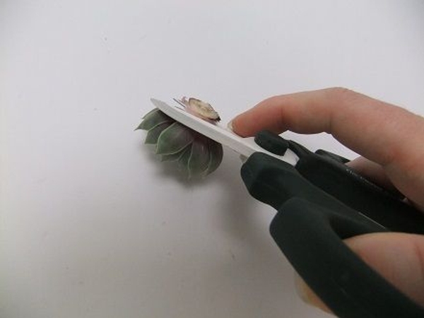 Cut the stem away to create a flat surface Cut the stem away to create a flat surface
