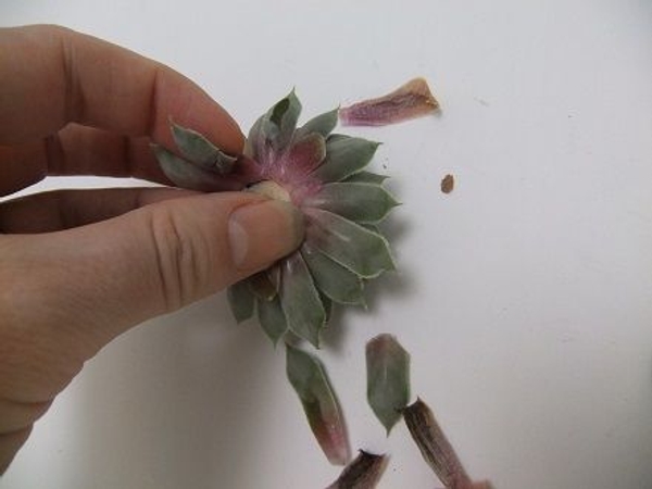 Peel away any dried or damages bits Peel away any dried or damages bits