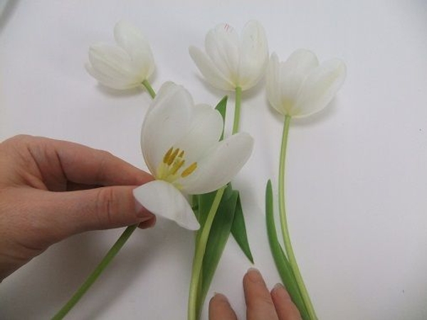 Pop the petal backwards to open. Pop the petal backwards to open.