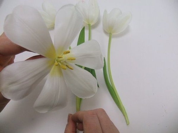 Reflexed tulip ready to design with Reflexed tulip ready to design with