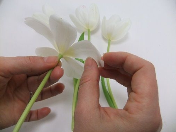 Take care not to break the petals Take care not to break the petals