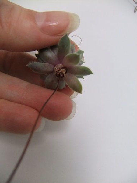 Twist the wire around the stem and the longer wire leg. Twist the wire around the stem and the longer wire leg.