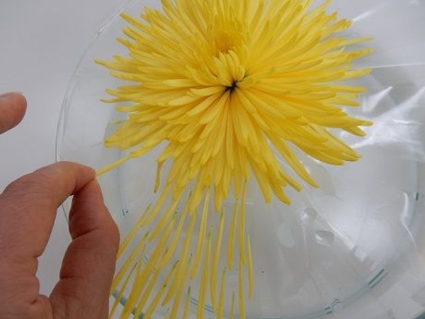 Add the petals one by one Add the petals one by one