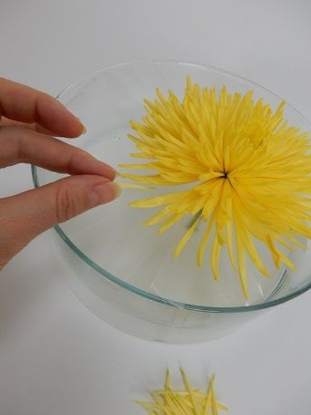 Carefully place petals to radiate out from the chrysanthemum Carefully place petals to radiate out from the chrysanthemum