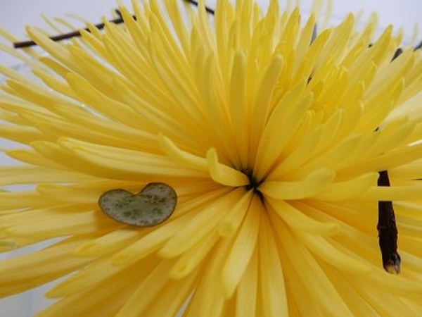 Chrysanthemum and rosary vine