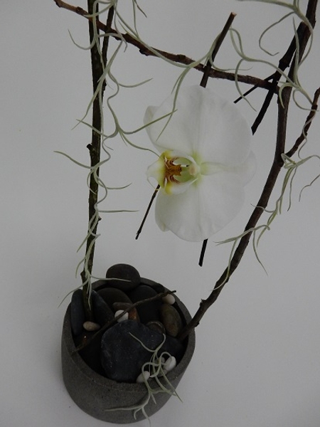 Phalaenopsis orchid, twigs and Spanish Moss Phalaenopsis orchid, twigs and Spanish Moss
