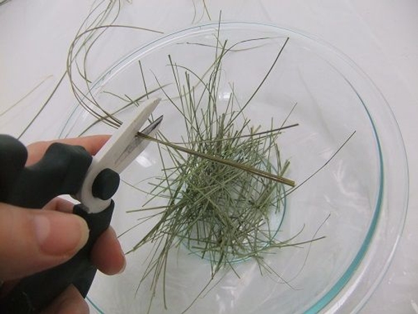 Snip a few strands of dried and ripped grass Snip a few strands of dried and ripped grass