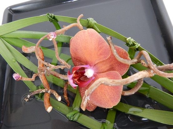 Weave palm leves to suspend the flower Weave palm leves to suspend the flower