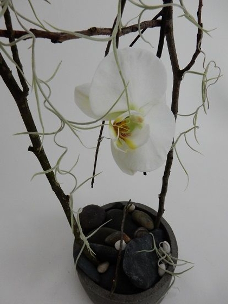 Wire a twig swing for the Phalaenopsis orchid Wire a twig swing for the Phalaenopsis orchid