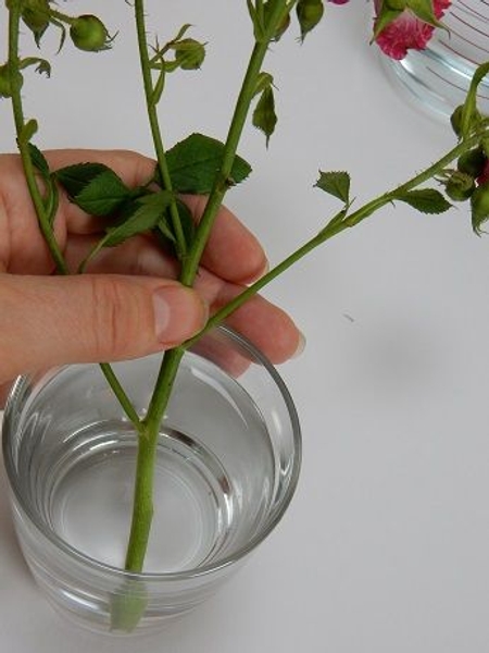 Place the stem into the water Place the stem into the water