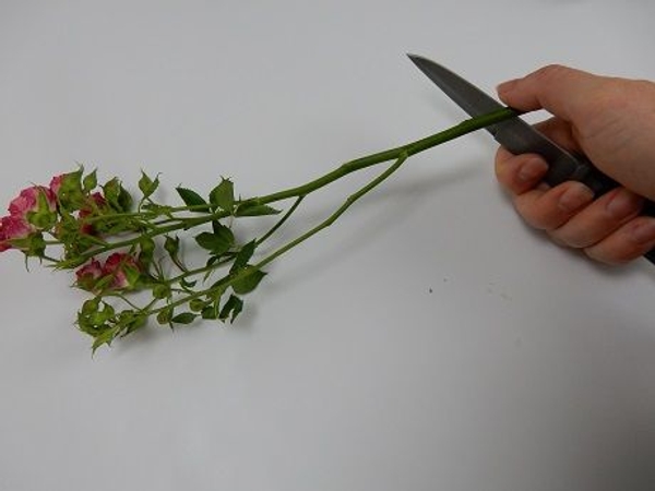 Remove the thorns and foliage that will fall below the conditioning waterline and give the stem a fresh cut Remove the thorns and foliage that will fall below the conditioning waterline and give the stem a fresh cut