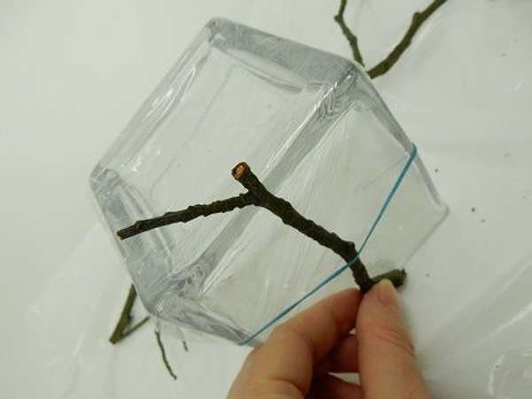 Slip a twig under the elastic band Slip a twig under the elastic band
