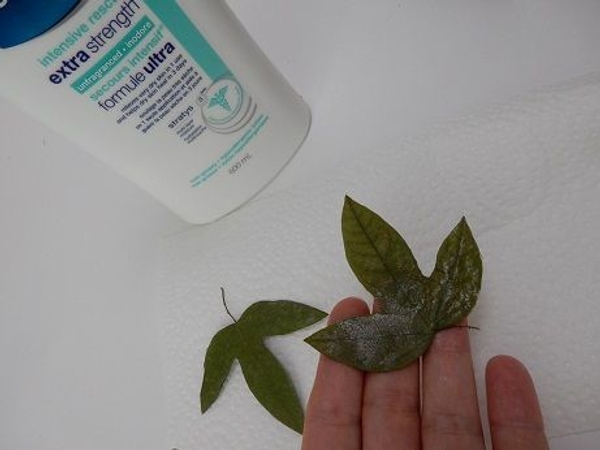 Spread lotion on all the leaves and set it down on a paper towel. Spread lotion on all the leaves and set it down on a paper towel.