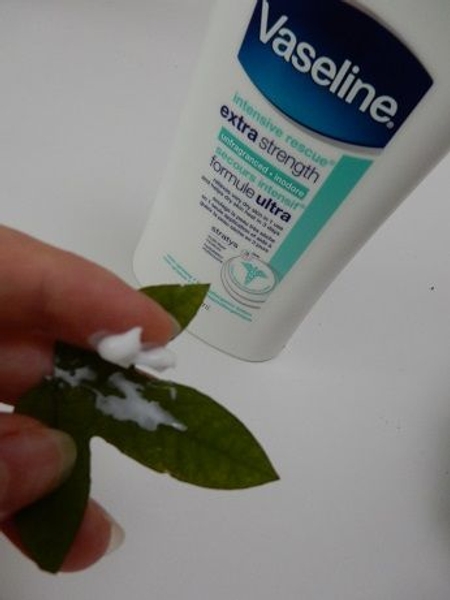 Spread some lotion on the leaf Spread some lotion on the leaf