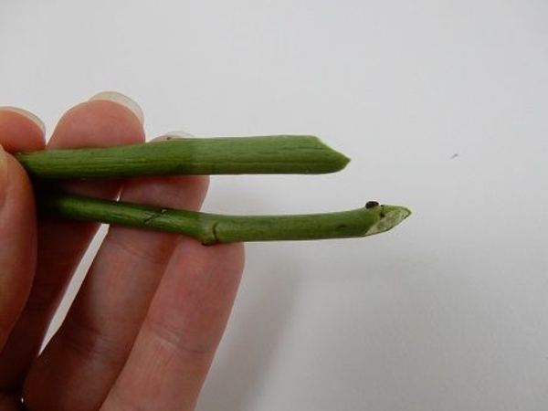 The stem treated with the boiling water will be discoloured The stem treated with the boiling water will be discoloured