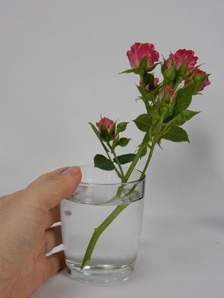 The stems will be firm and perked up and you would be able to enjoy your roses for a little while longer