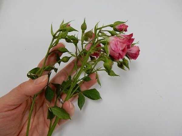 Tiny air bubbles travel up the flower stem causing the neck of the flower head to bend