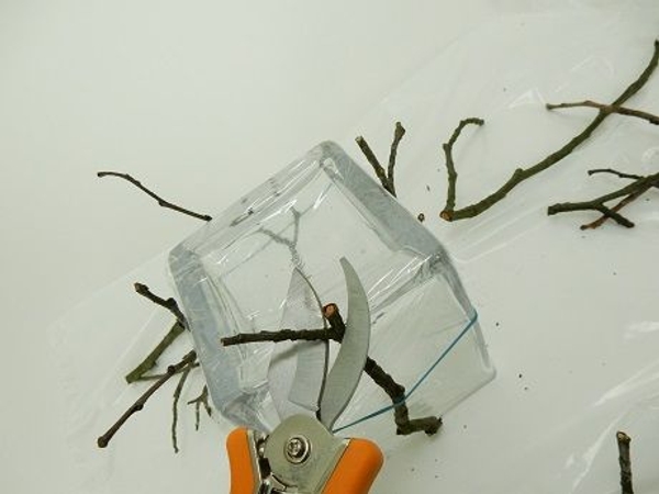 Trim the twigs so that they barely show over the bottom Trim the twigs so that they barely show over the bottom