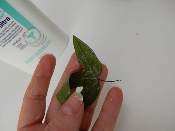 Within seconds the leaf will be pliable again Within seconds the leaf will be pliable again