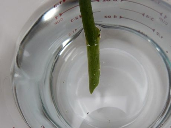 You will see the bubbles leaving the stem You will see the bubbles leaving the stem