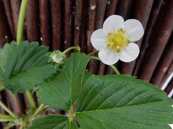Delicate strawberry flower Delicate strawberry flower