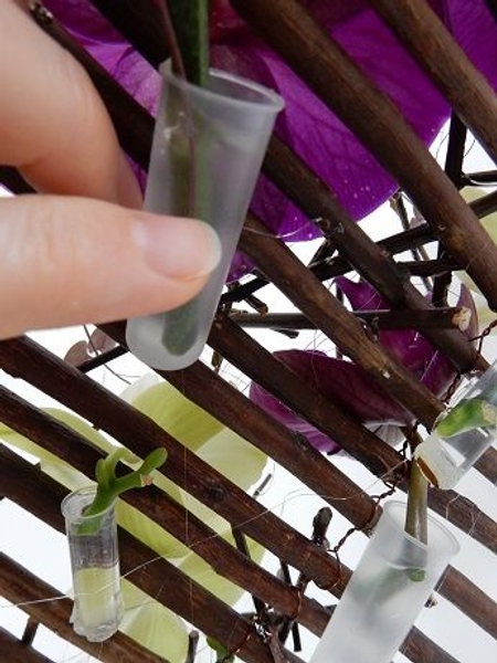 Glue a few test tubes to the back as a water source for the flowers and vine Glue a few test tubes to the back as a water source for the flowers and vine