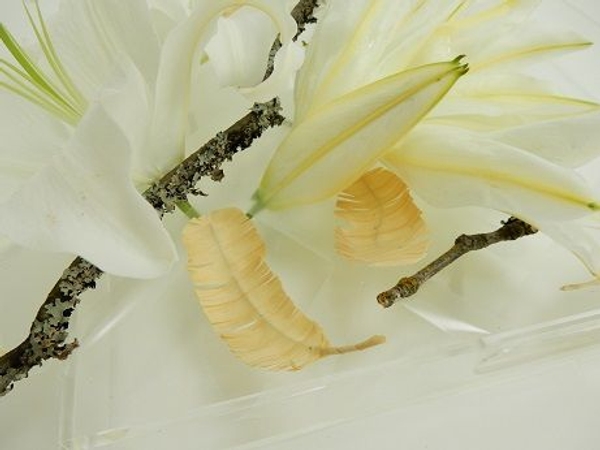 Lilies and twig in a clear tray Lilies and twig in a clear tray