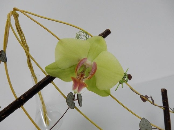 Phalaenopsis orchid Phalaenopsis orchid