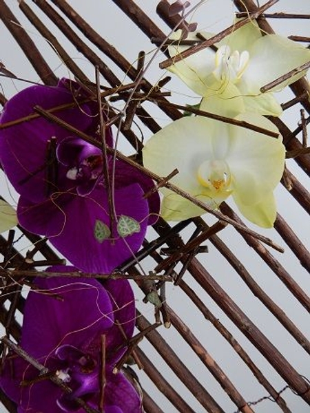Phalaenopsis orchids Phalaenopsis orchids