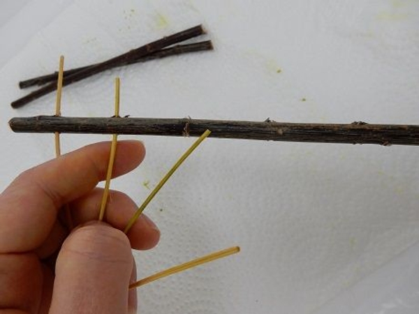 Thread the wet cane through the holes in the twig Thread the wet cane through the holes in the twig