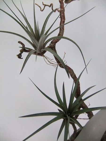 Air circulation around the Tillandsia plants