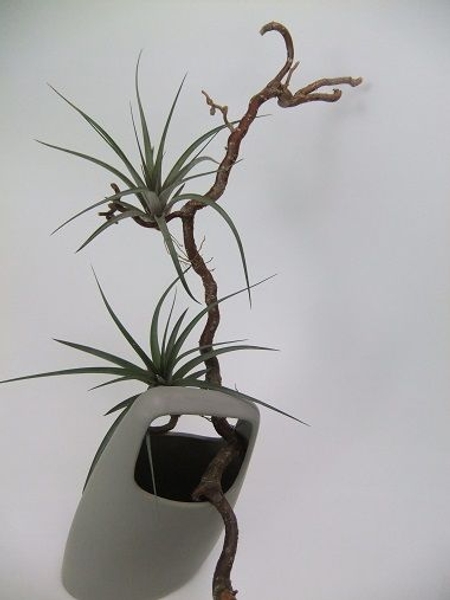 Air plants displayed on a hazel twig Air plants displayed on a hazel twig